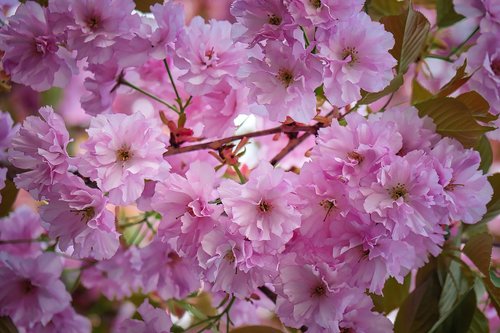 flower  plant  garden