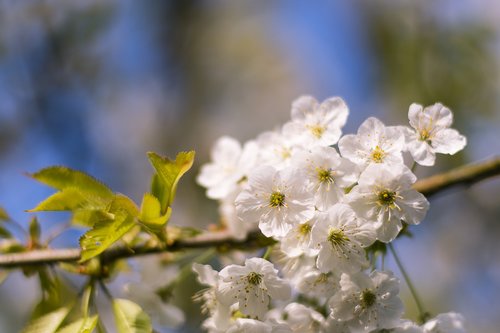 flower  nature  plant