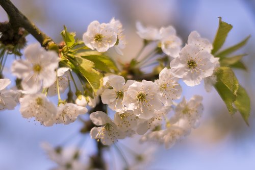 flower  plant  branch