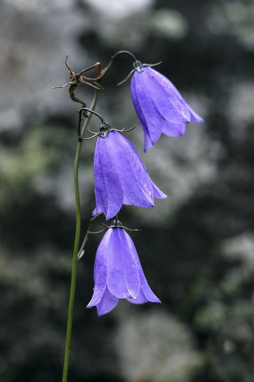 flower  the nature of the  blåklokke