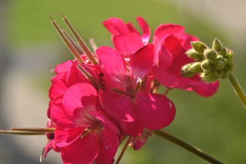 flower  nature  plant