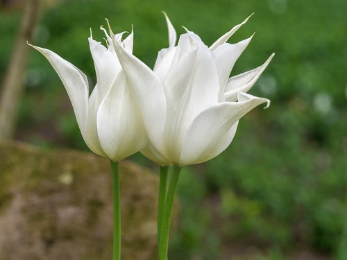 flower  tulip  white