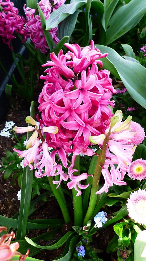 flower  plant  garden