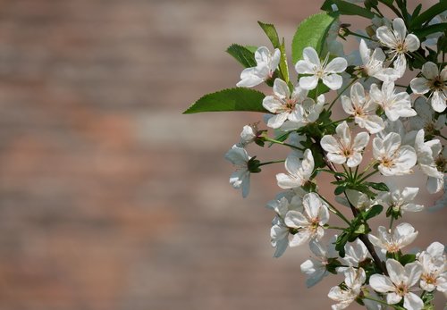 flower  nature  plant