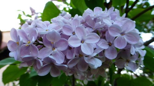 flower  plant  nature