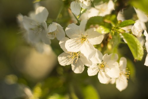 flower  plant  nature