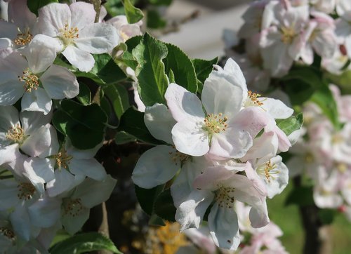 flower  plant  nature