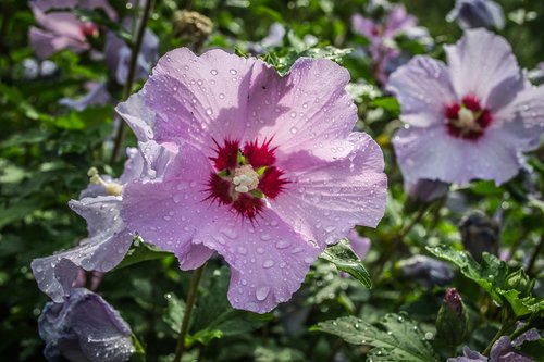 flower  garden  water drops