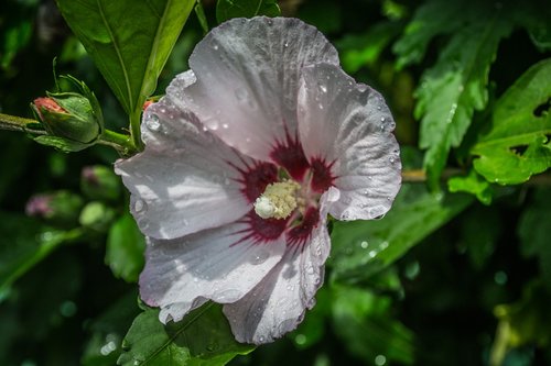 flower  raindrops  nature