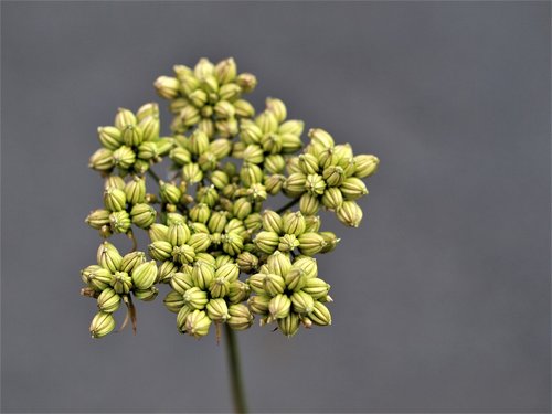 flower  growth  flora