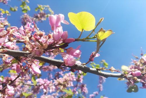 flower  tree  branch