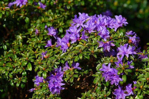 flower  garden  plant