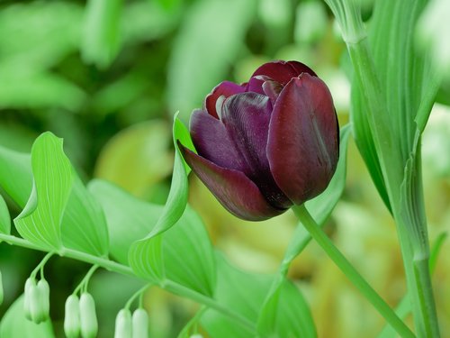 flower  tulip  spring