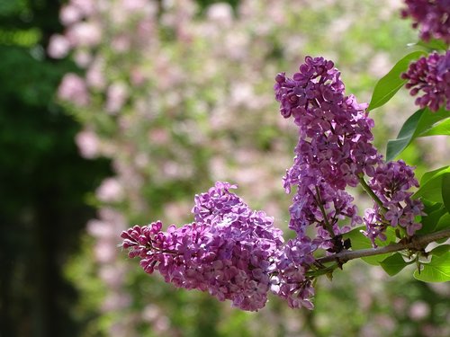 flower  plant  nature