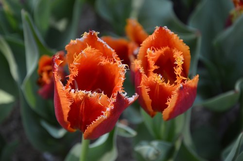 flower  plant  garden