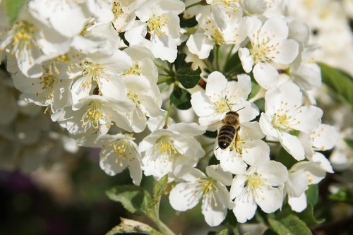 flower  nature  plant