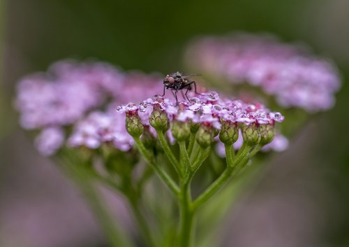 flower  nature  plant