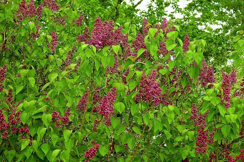 flower  nature  tree