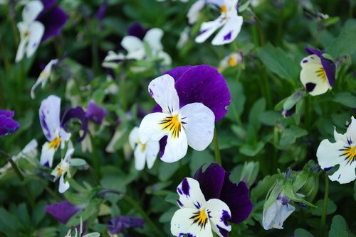 flower  nature  garden