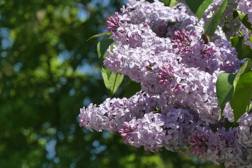 flower  plant  nature