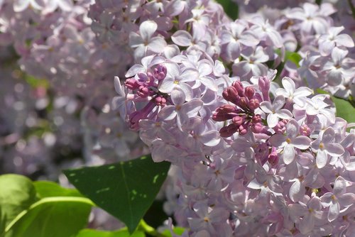 flower  plant  floral