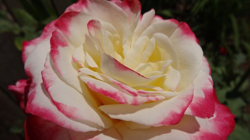 flower  petal  rose