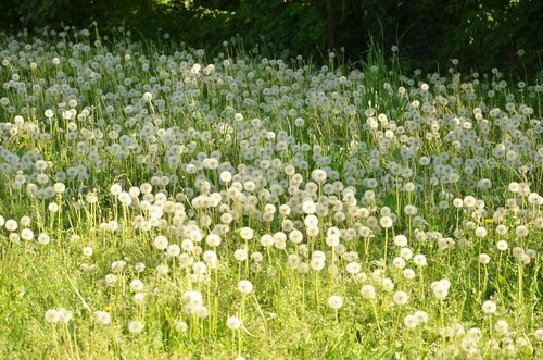 flower  field  hayfield