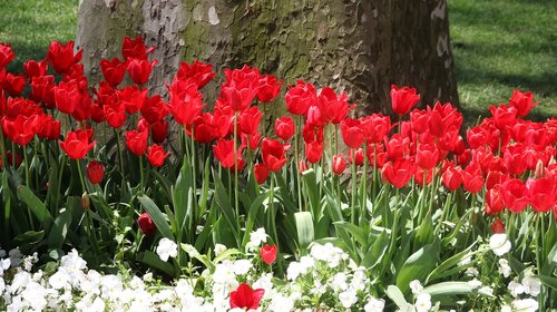flower  tulip  garden