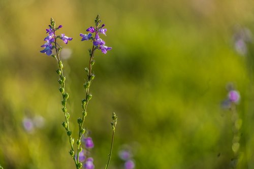 flower  nature  outdoors