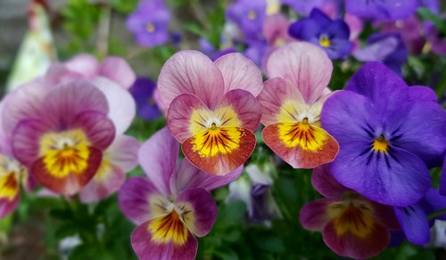 flower  plant  garden