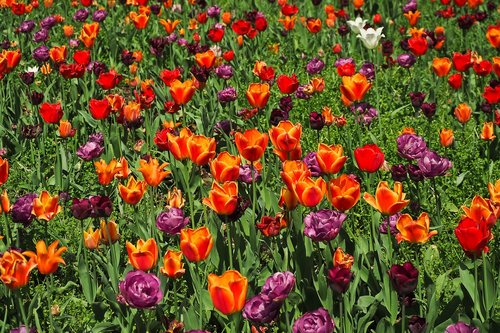 flower  plant  garden