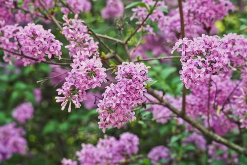 flower  plant  nature