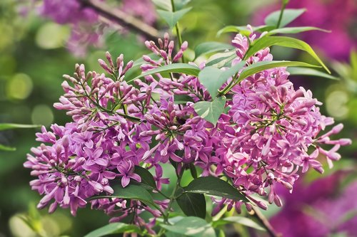 flower  plant  nature