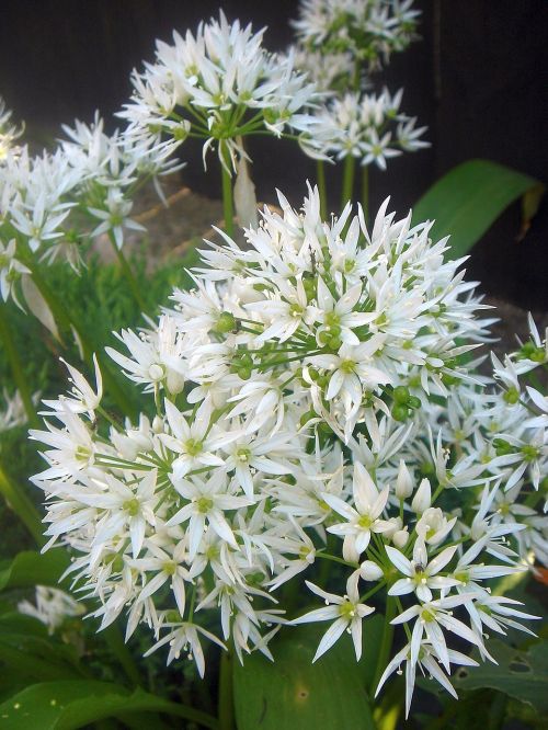 flower herbs garlic
