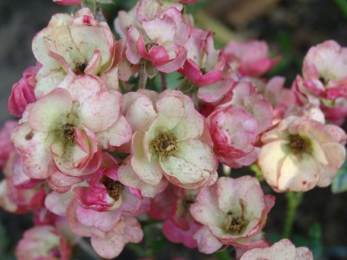 flower  plant  nature