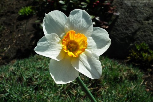 flower  narcissus  nature