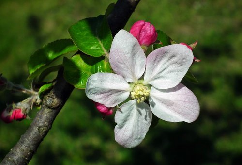 flower  apple  sprig