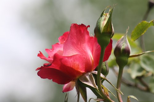 flower  nature  plant