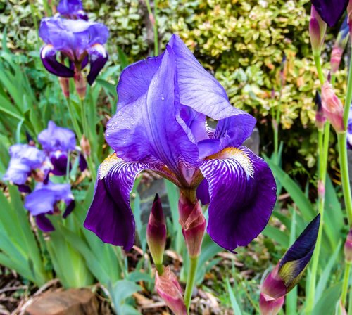 flower  plant  garden