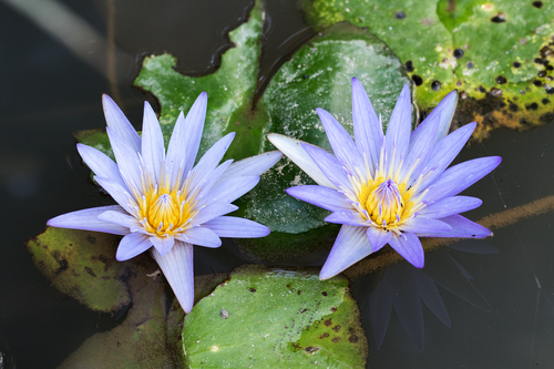 flower  plant  nature