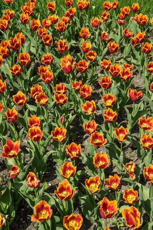 flower  tulip  tulip field