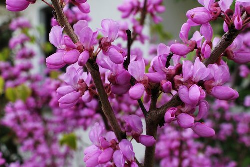 flower  nature  petal