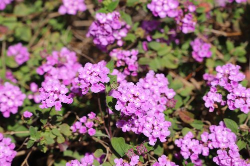 flower  plant  garden