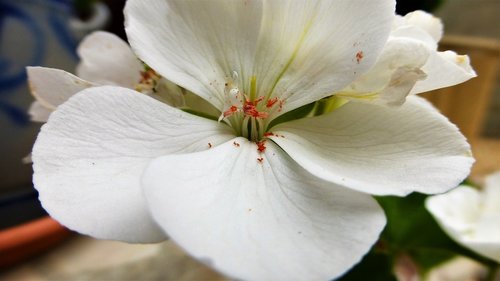 flower  nature  plant