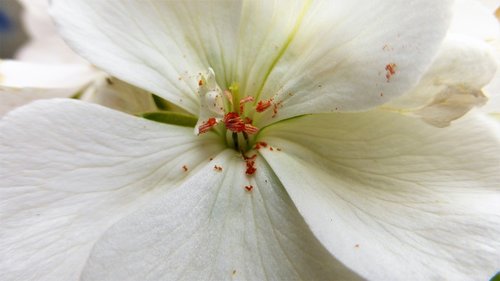 flower  nature  garden