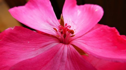 flower  geraniums  nature