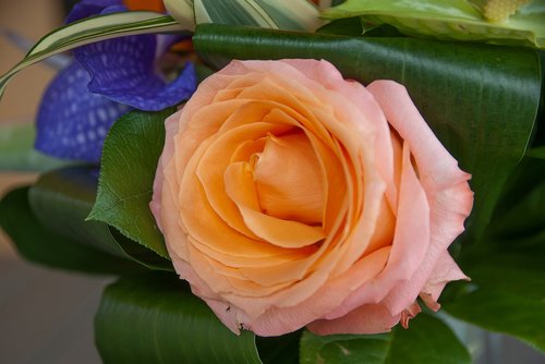 flower  pink  rosebush