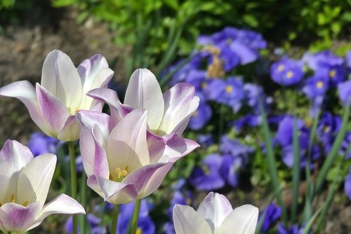 flower  nature  plant