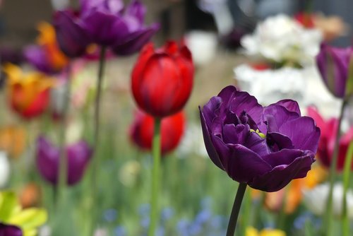 flower  nature  tulip