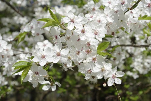 flower  plant  cherry